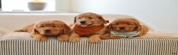 Golden Retriever dogs for sale: Curly - Ad 13