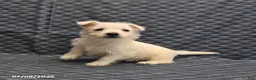 West Highland Terrier dogs for sale: Keith - Ad 3