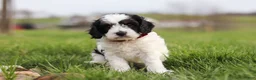 Cavapoo dogs for sale: Max - Ad 8