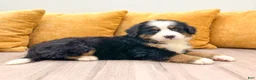 Bernese Mountain Dog dogs for sale: Ranger - Ad 3