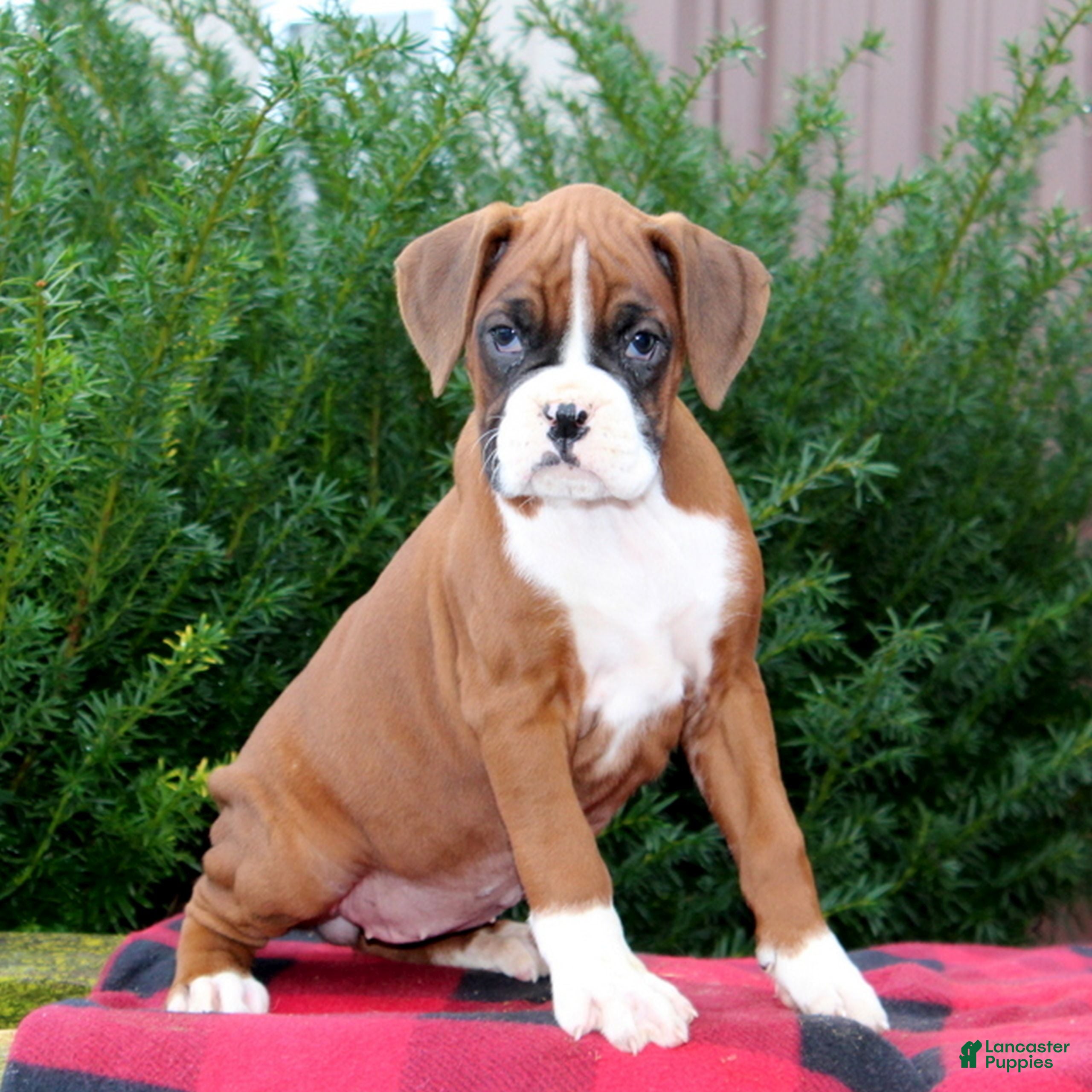 Boxer dogs Andrea  - Ad 25