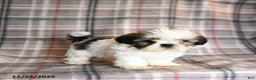 Shih Tzu dogs for sale: Caleb - Ad 5