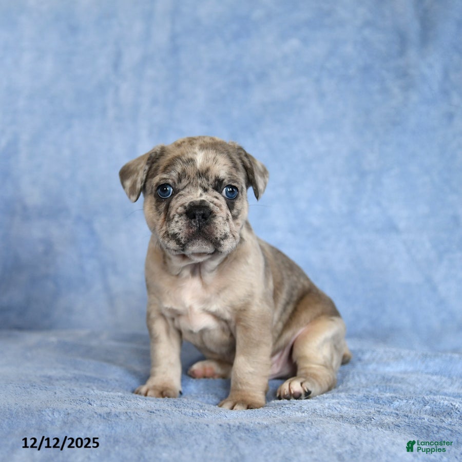 French Bulldog dogs Yoyo - Ad 12