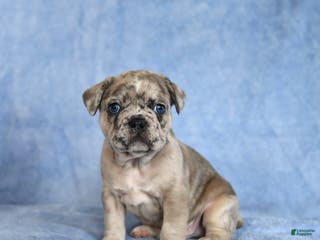 French Bulldog dogs Yoyo - Ad 34