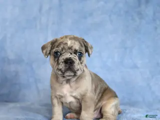 French Bulldog dogs Yoyo - Ad 20