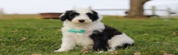 Sheepadoodle dogs for sale: Jangle - Ad 3