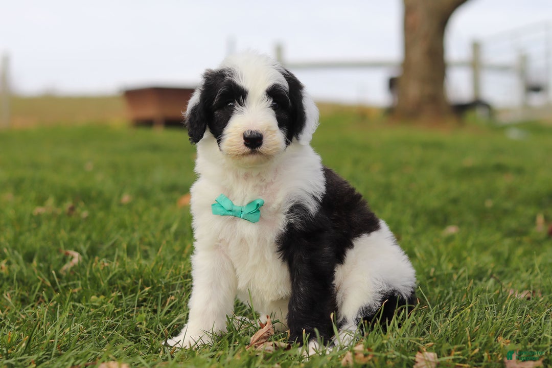 Sheepadoodle dogs for sale: Jangle - Ad 3