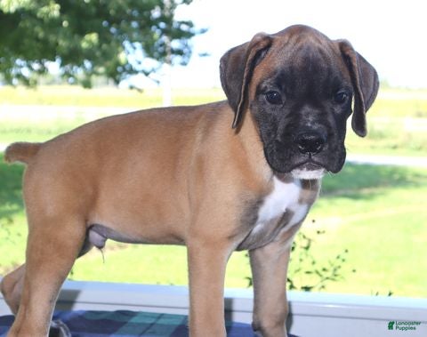 Boxer dogs Dakota- Champ lines - Ad 2