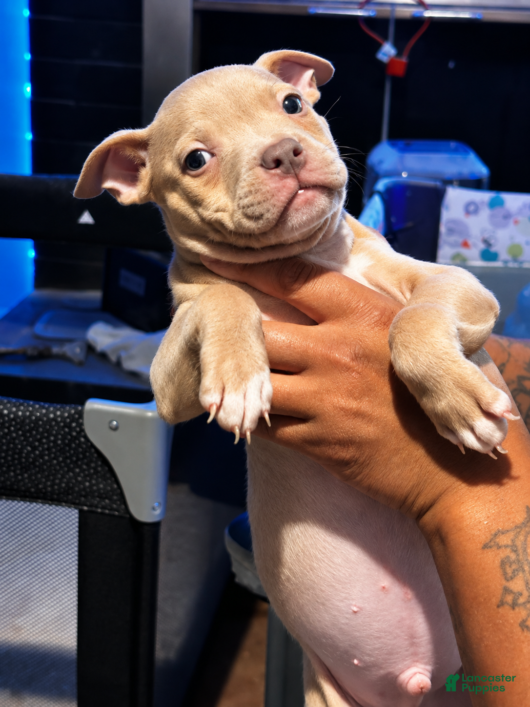 American Pit Bull Terrier dogs American Bully  - Ad 1