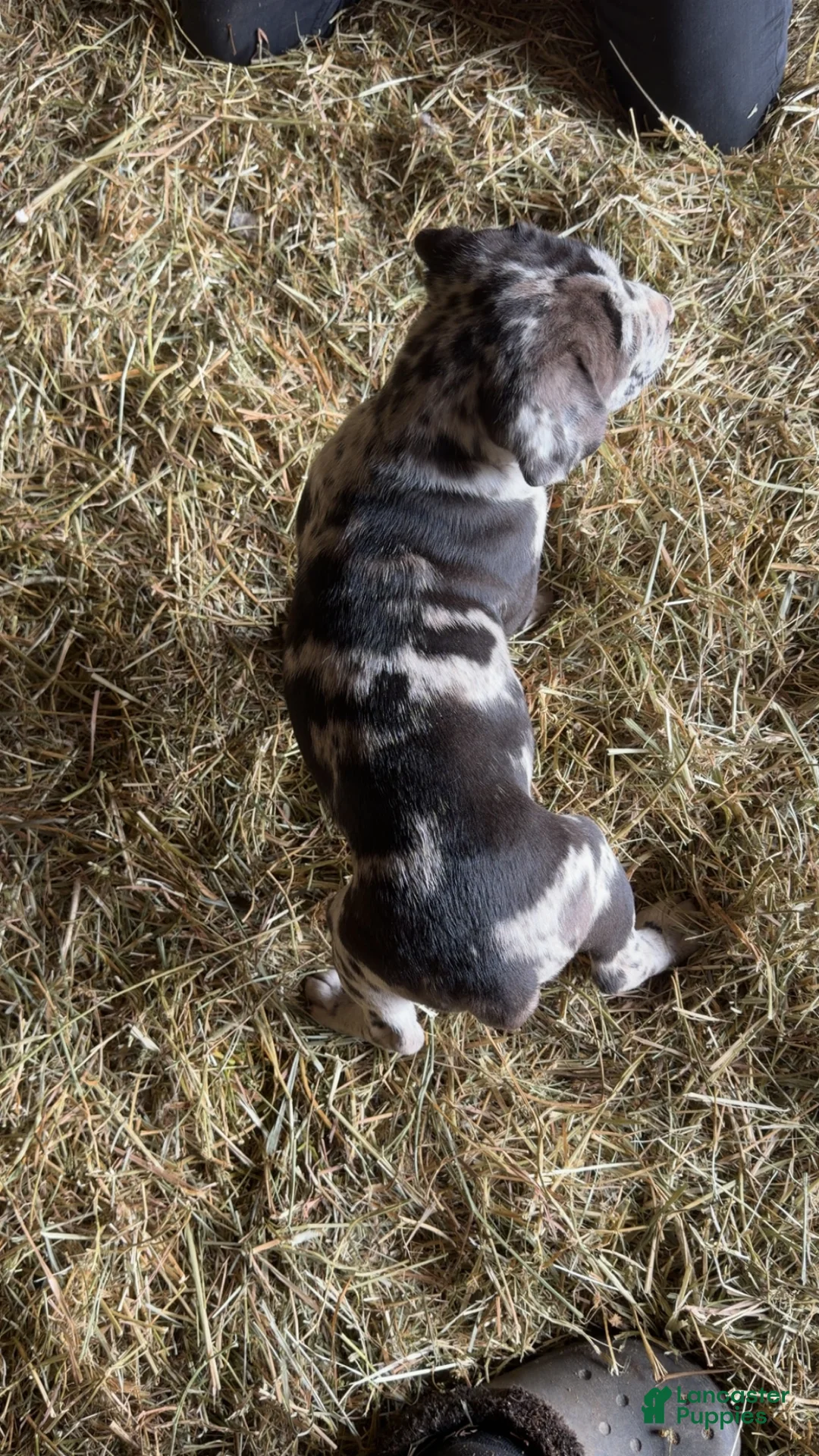 English Mastiff dogs for sale: English Mastiff Puppy 2 - Ad 4