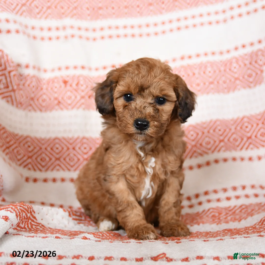 Miniature Poodle dogs for sale: Butterscotch - Ad 2