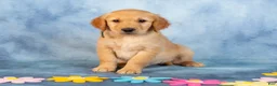 Golden Retriever dogs for sale: Matcha - Ad 5