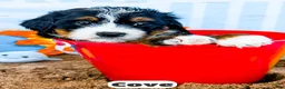 Bernedoodle dogs for sale: Cove - Ad 12