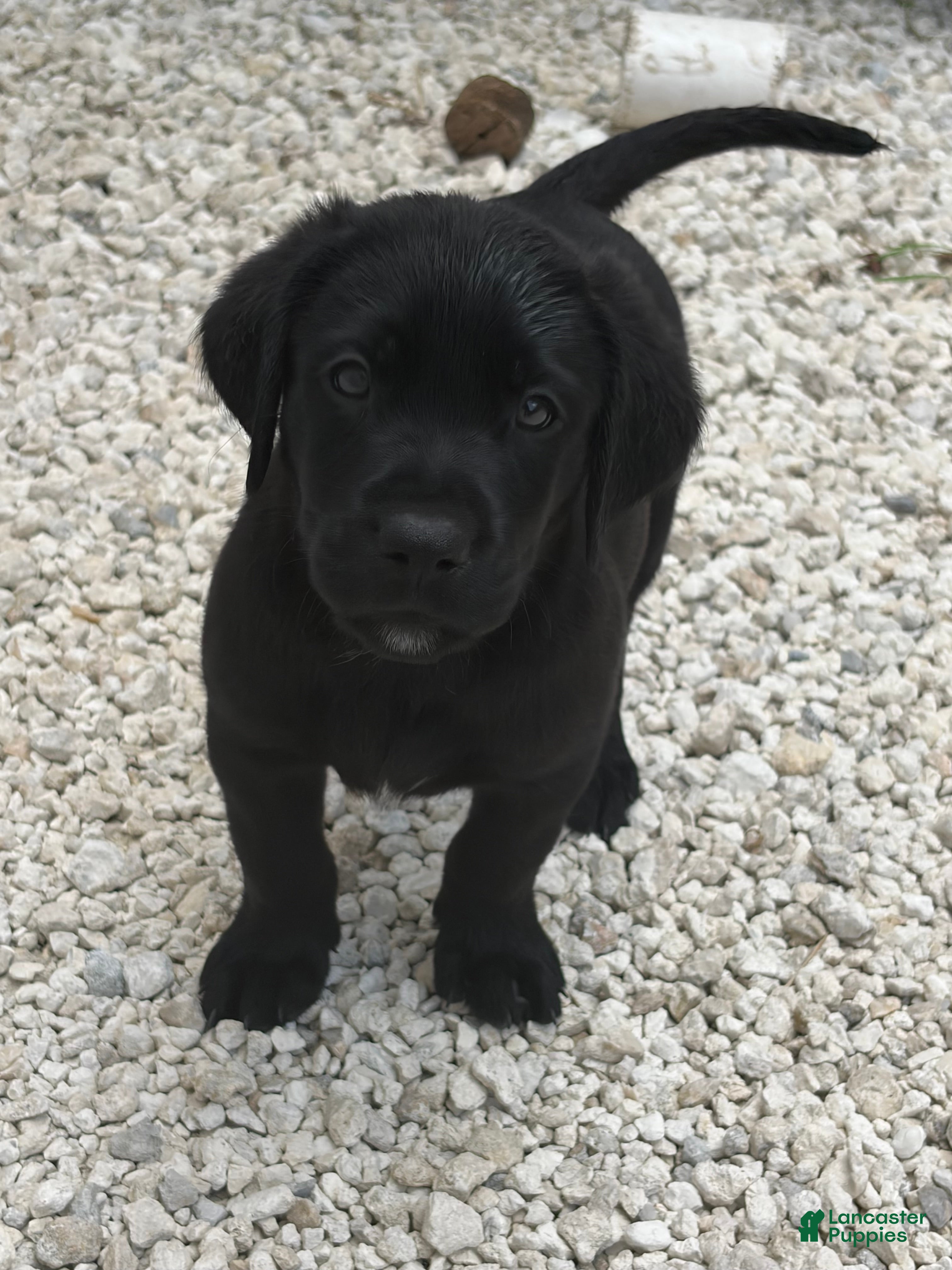 Labrador Retriever dogs Labrador Retriever Puppy 6 - Ad 1