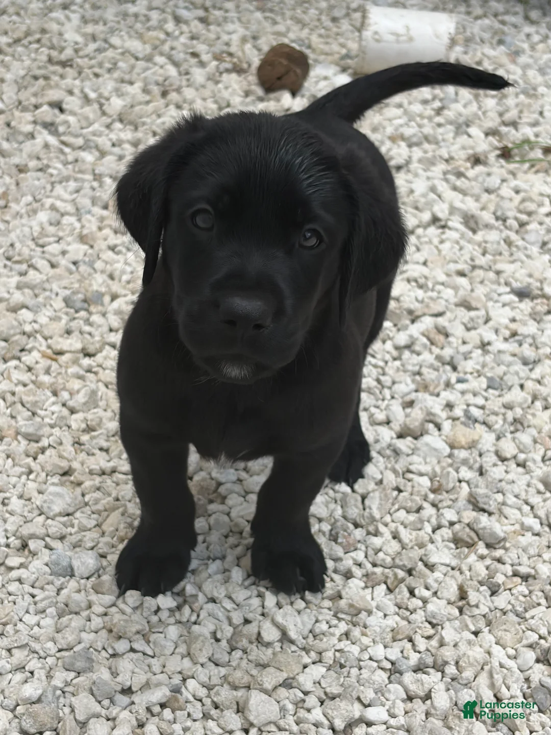 Labrador Retriever dogs for sale: Labrador Retriever Puppy 6 - Ad 1