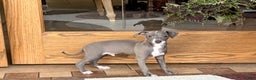 Italian Greyhound dogs for sale: Larry - Ad 4