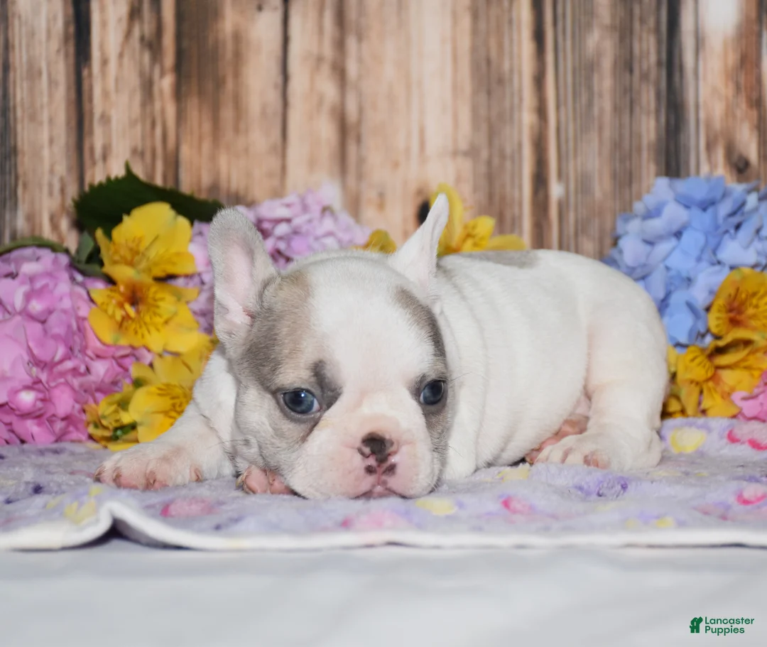 French Bulldog dogs for sale: Ferris - Ad 2