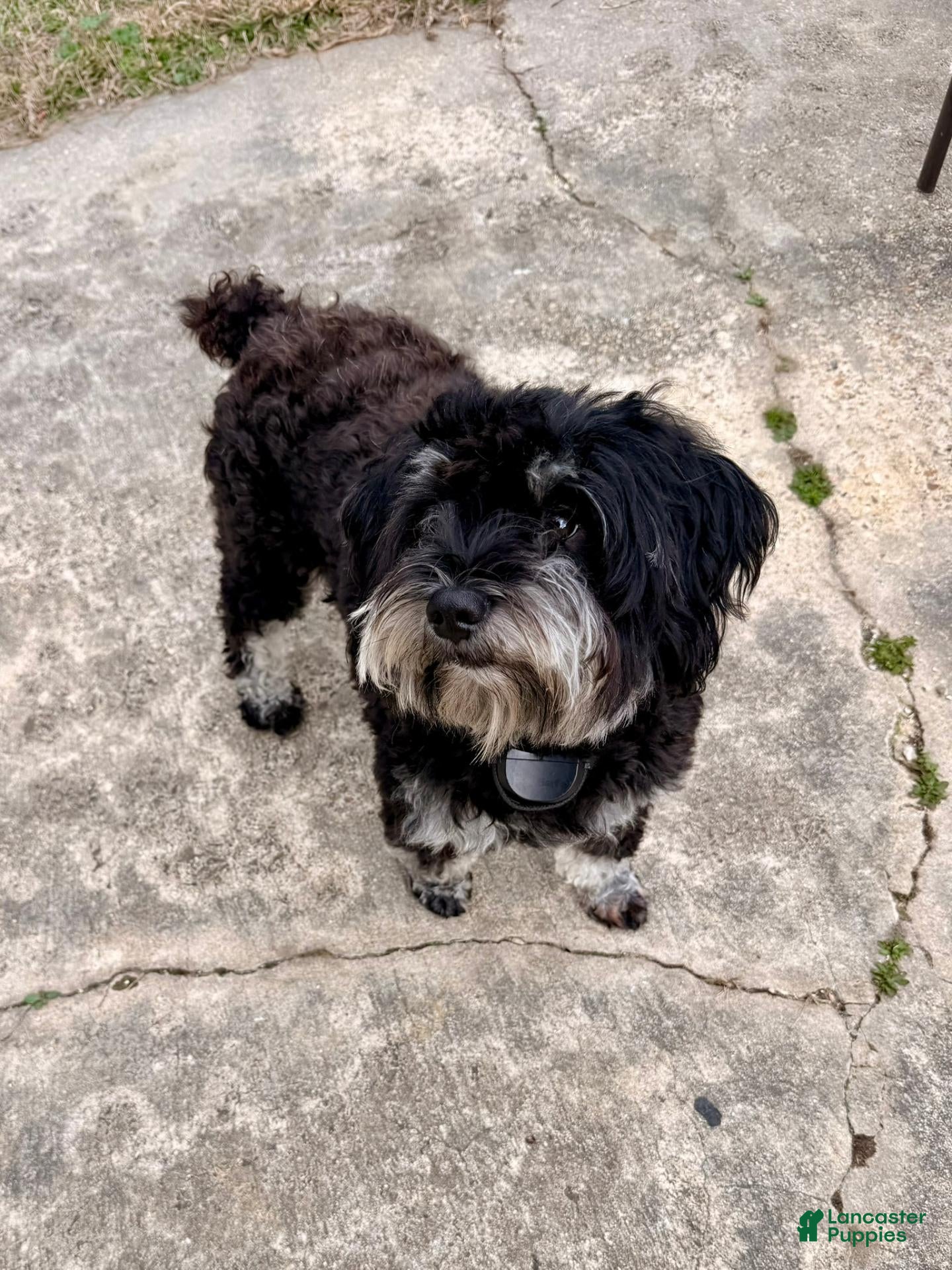 Miniature Schnauzer dogs Espresso - Ad 2