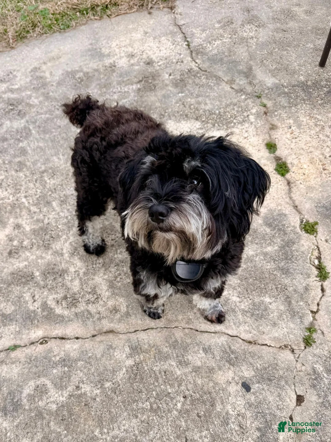 Miniature Schnauzer dogs for sale: Truffle - Ad 4