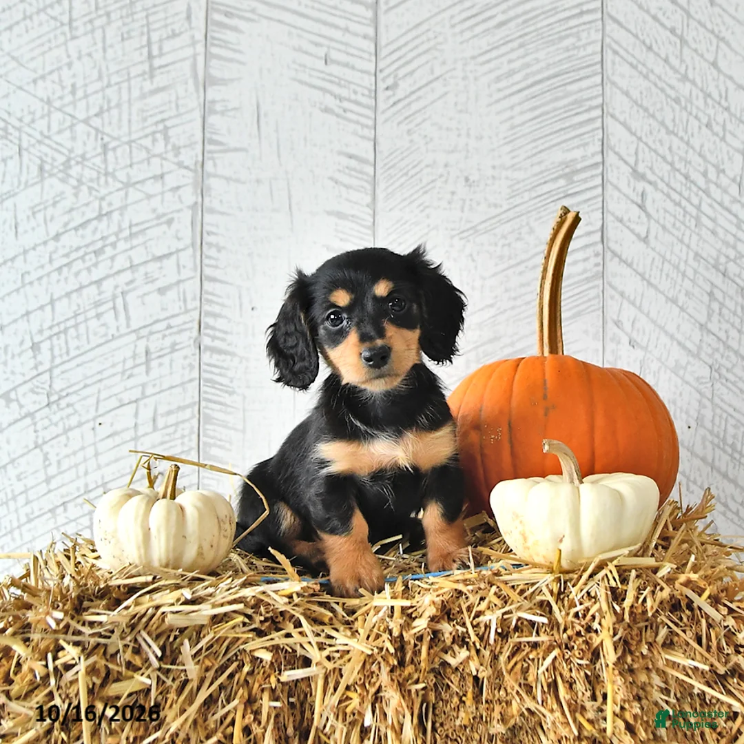 Miniature Dachshund dogs for sale: Kim  - Ad 1
