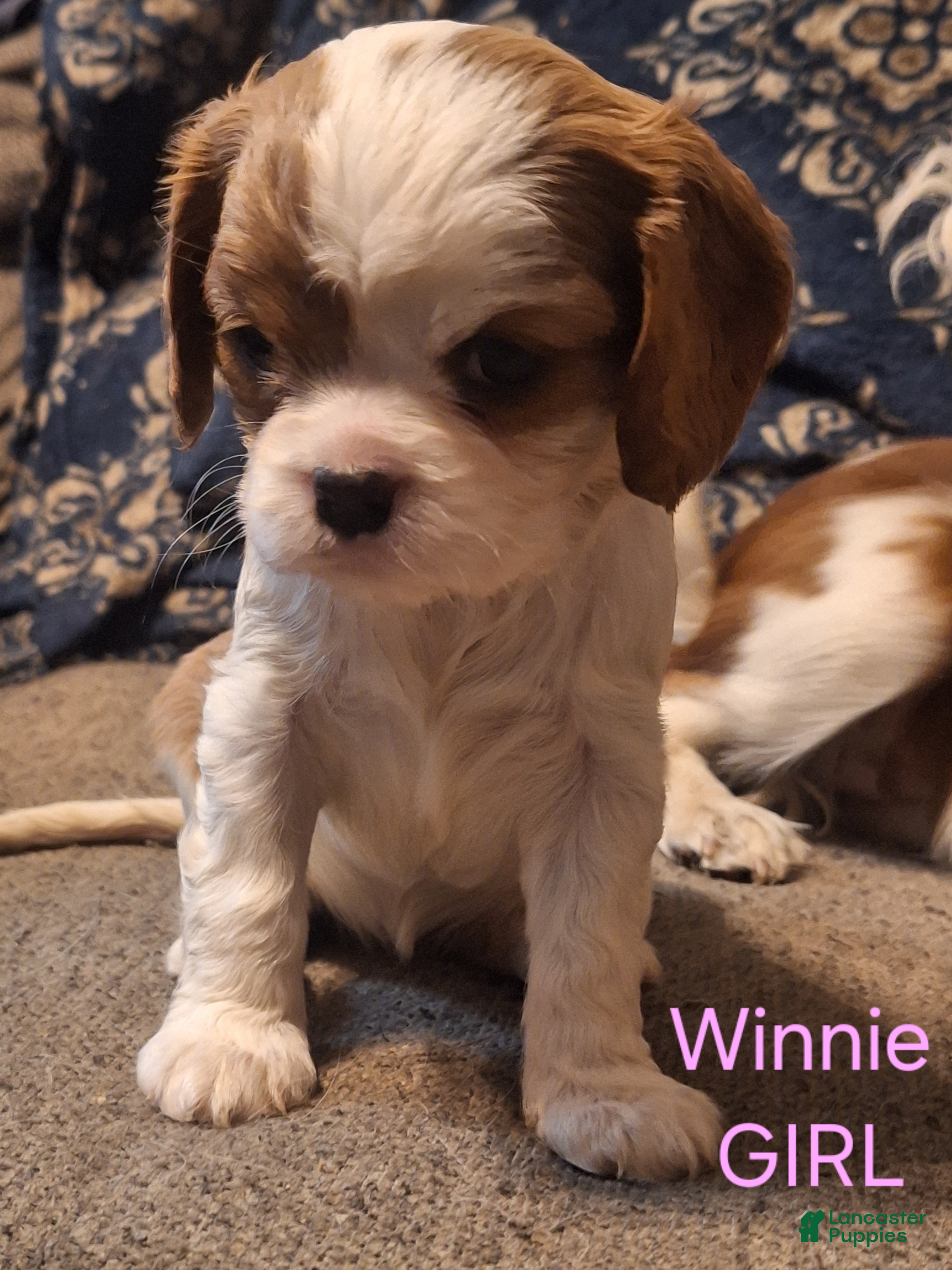 Cavalier King Charles Spaniel dogs Cavalier King Charles Spaniel Puppy 3 - Ad 35