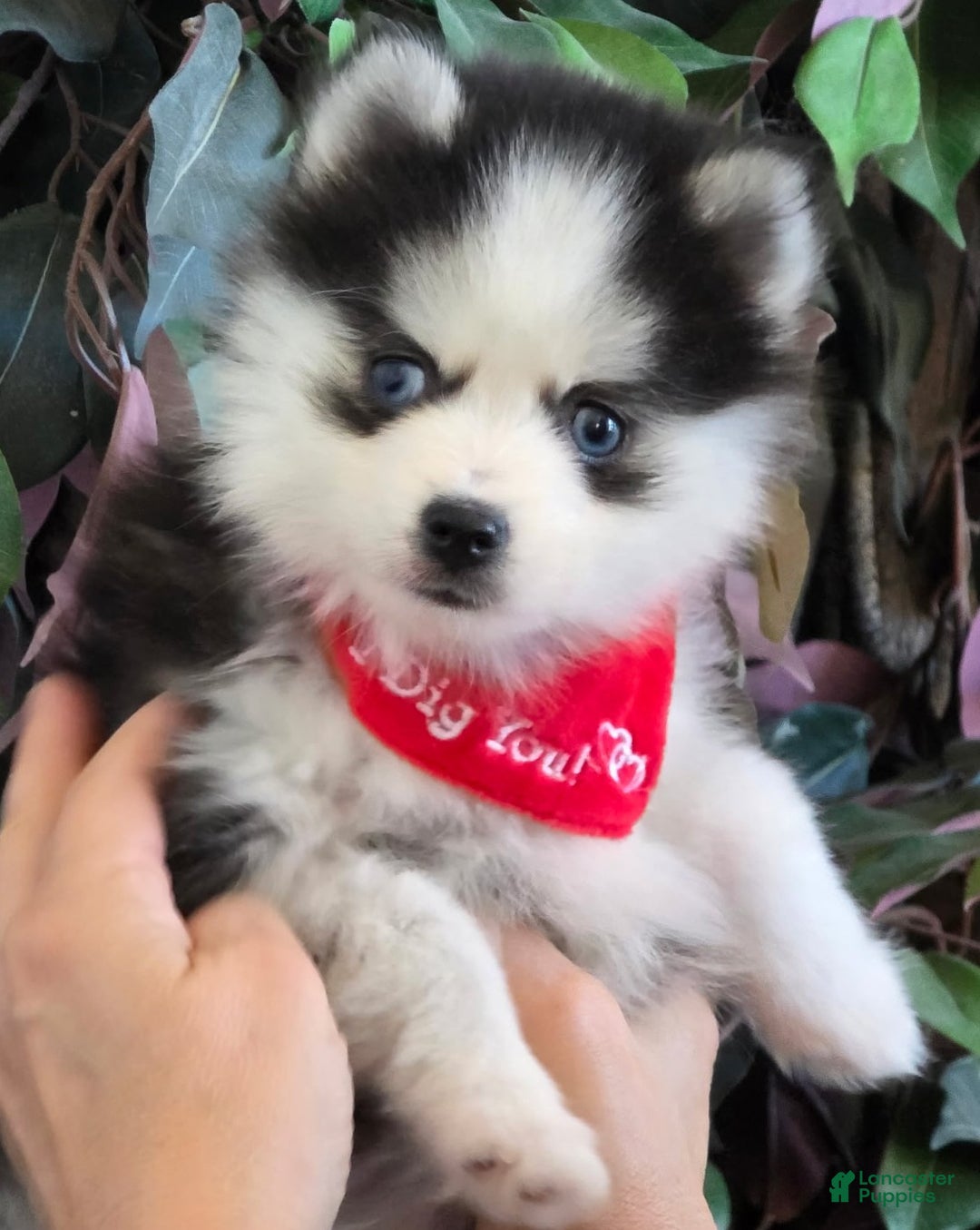 Gallery Image {{count}}