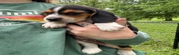 Beagle dogs for sale: Colby - Ad 2