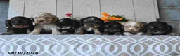 Cocker Spaniel dogs for sale: Banjo - Ad 5