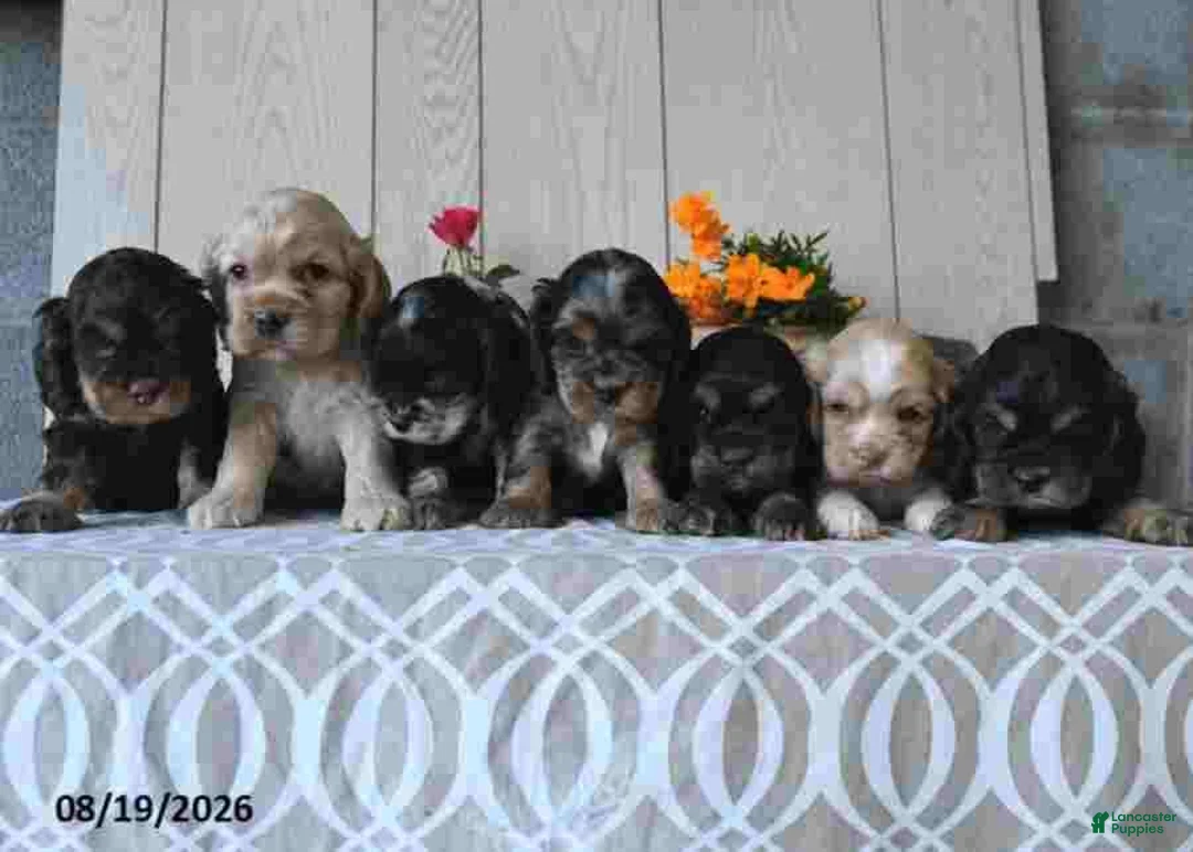 Cocker Spaniel dogs for sale: Banjo - Ad 5