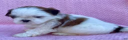 Shih Tzu dogs for sale: Bonnie - Ad 3