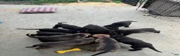 Cane Corso dogs for sale: Orzo - Ad 11