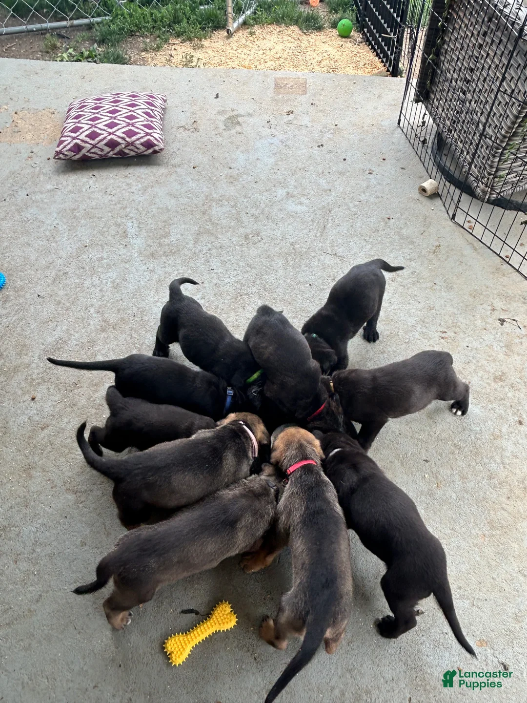 Cane Corso dogs for sale: Orzo - Ad 11