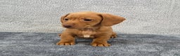 Miniature Dachshund dogs for sale: Cooper  - Ad 7
