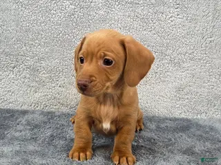 Miniature Dachshund dogs Cooper - Ad 37