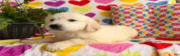 Golden Retriever dogs for sale: Rosa - Ad 3