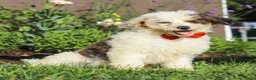 Miniature Poodle dogs for sale: Alex - Ad 4