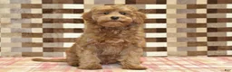 Cavapoo dogs for sale: Oscar - Ad 3