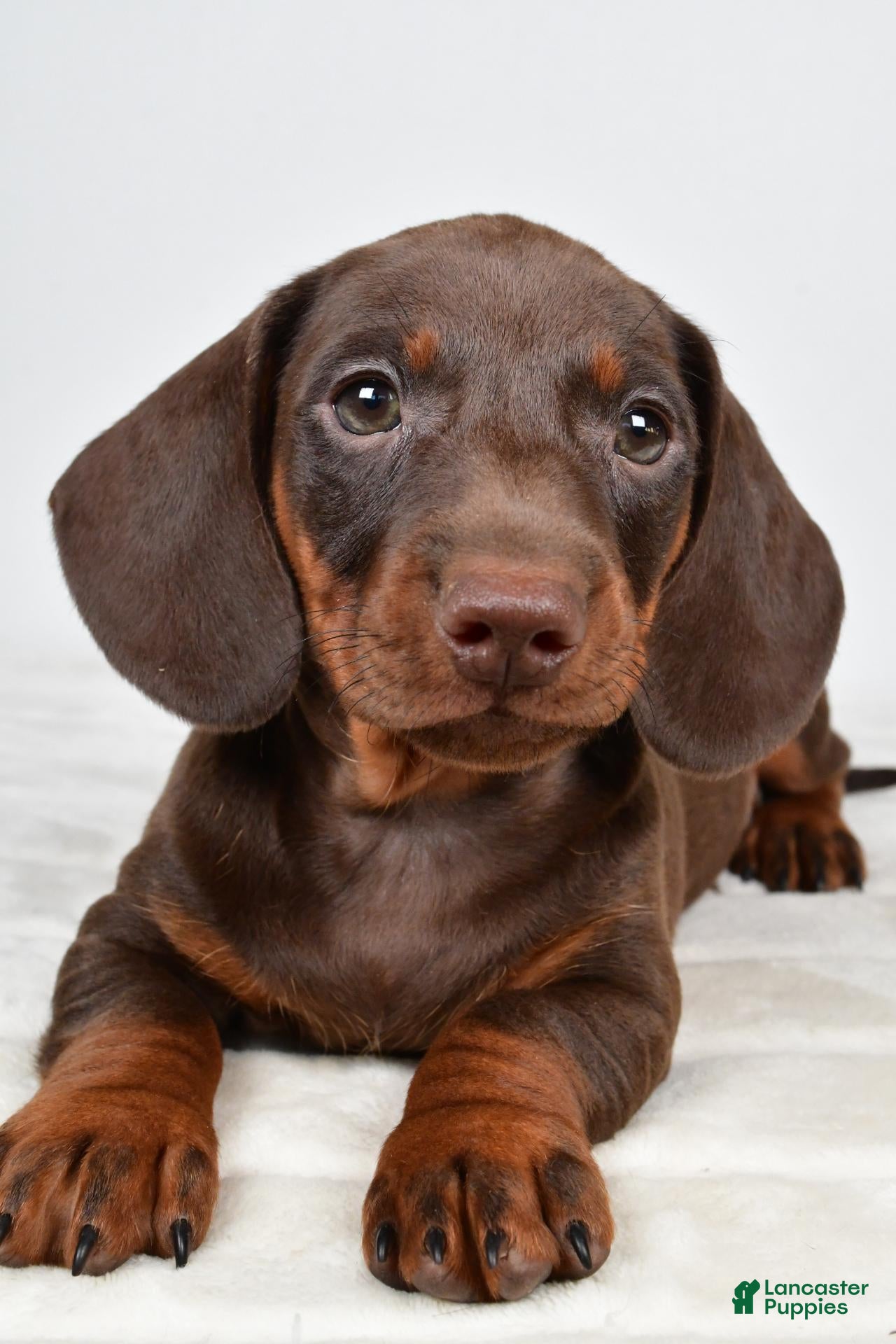 Miniature Dachshund dogs Buster  - Ad 2