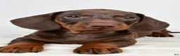 Miniature Dachshund dogs for sale: Buster  - Ad 2