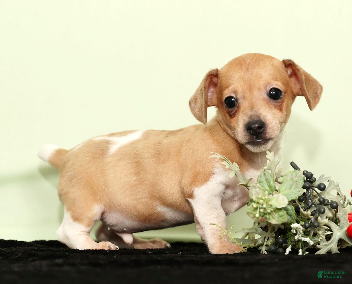 Miniature Dachshund dogs Izzy - Ad 29