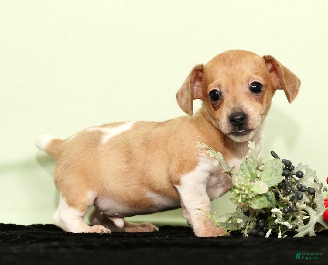 Miniature Dachshund dogs for sale: Izzy - Ad 1