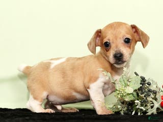 Miniature Dachshund dogs Izzy - Ad 34