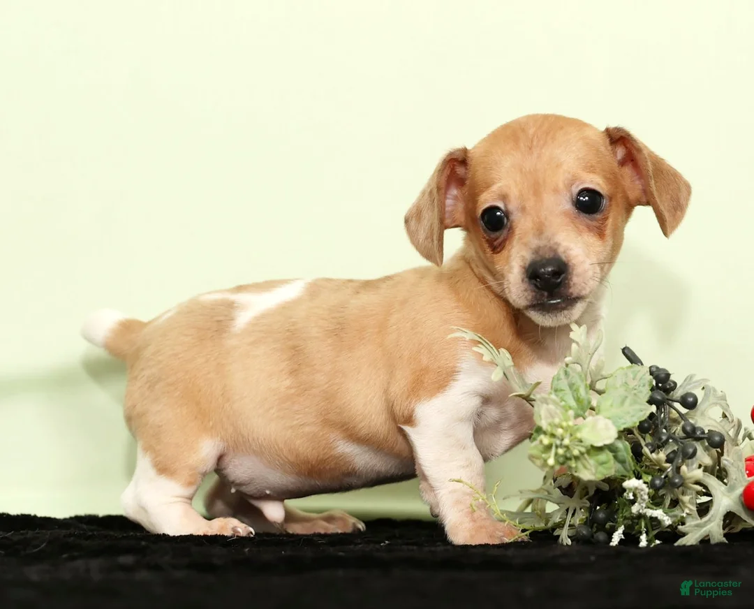 Miniature Dachshund dogs for sale: Izzy - Ad 1