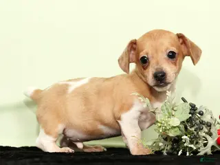 Miniature Dachshund dogs Izzy - Ad 42