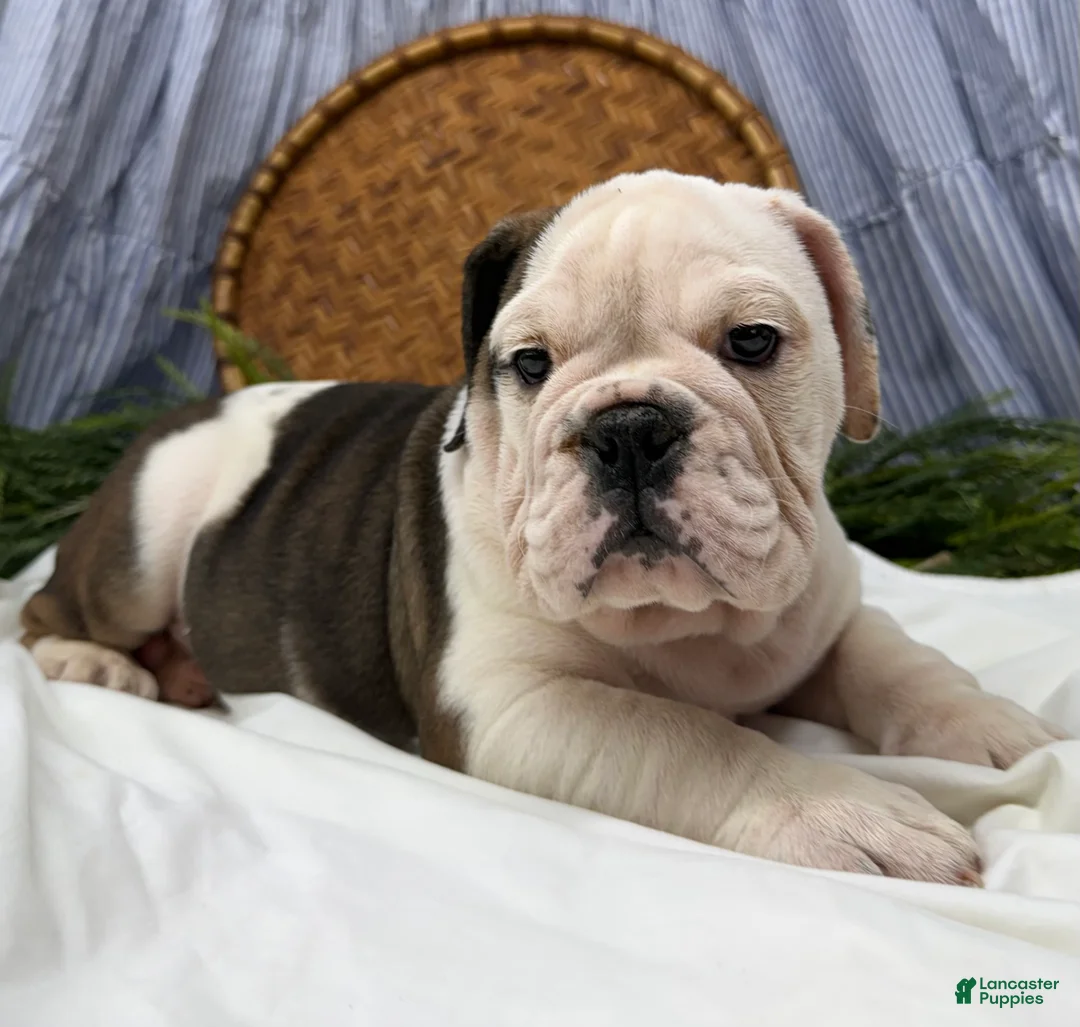 English Bulldog dogs for sale: Sawyer - Ad 1