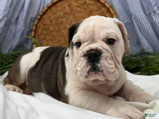 English Bulldog dogs Sawyer - Ad 24