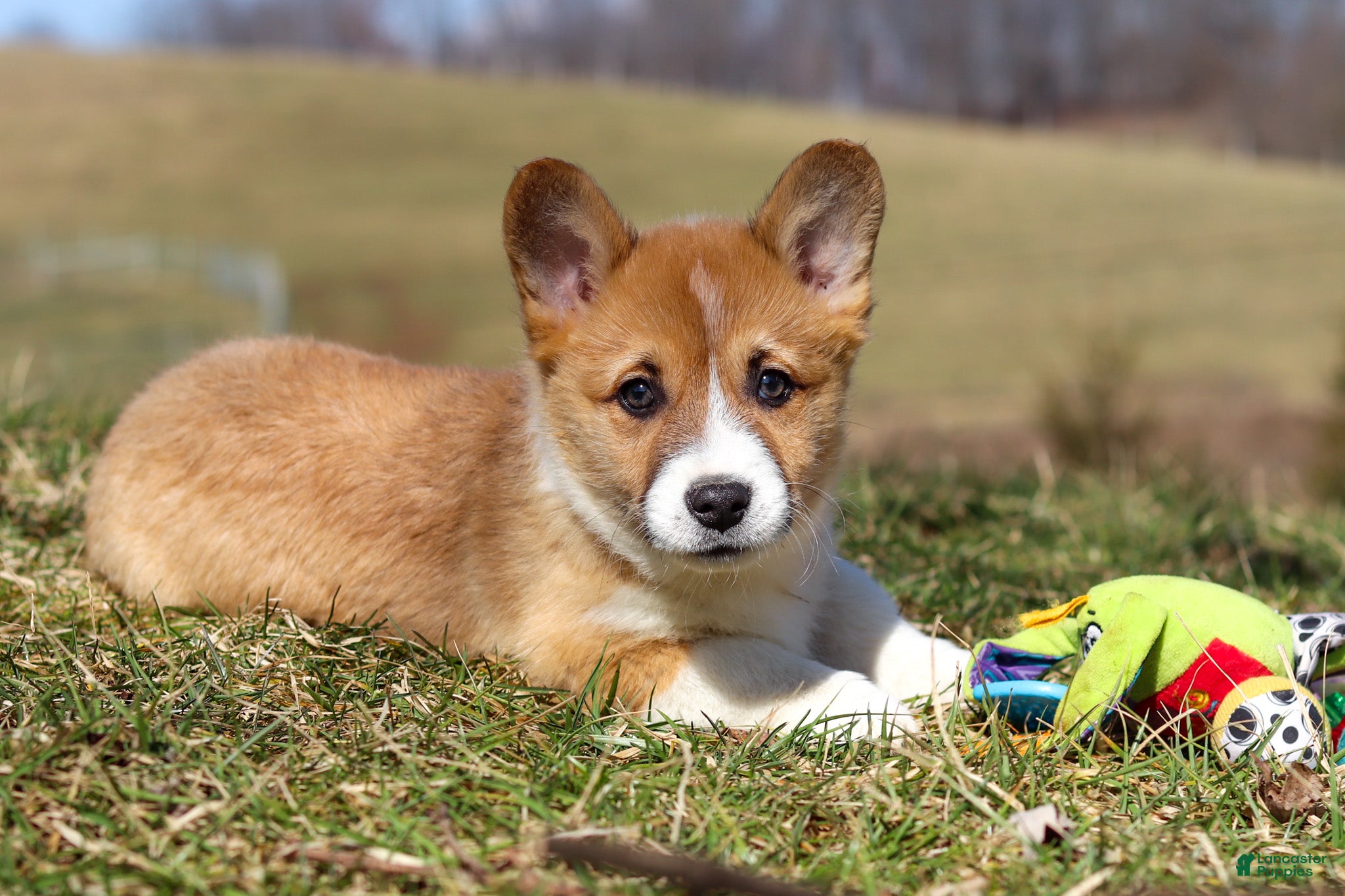 Welsh Corgi Pembroke dogs Ethan - Ad 2
