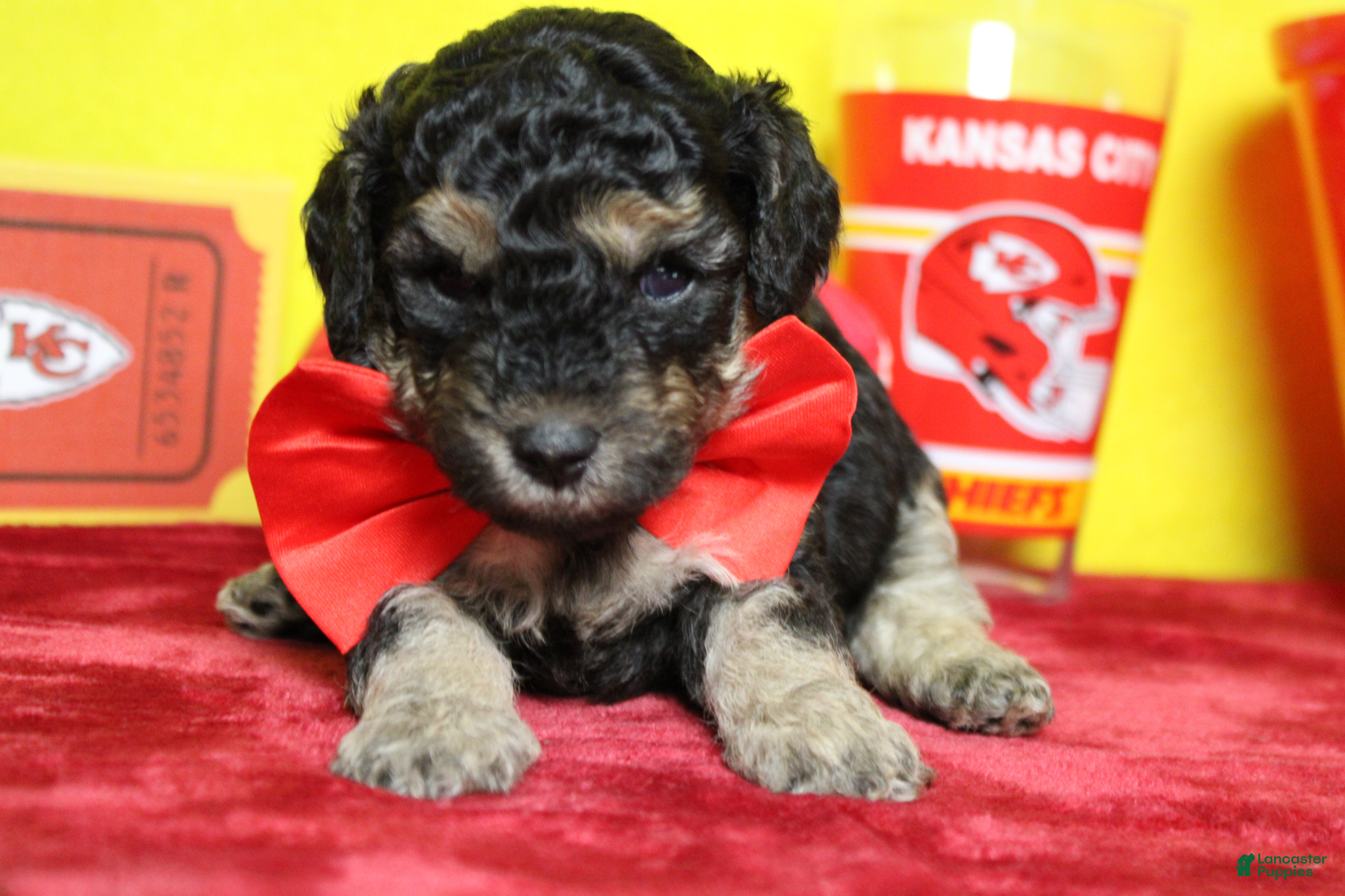 Toy Poodle dogs for sale: Marco  - Ad 17