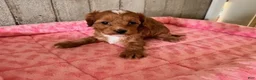 Cavapoo dogs for sale: Lilly - Ad 2
