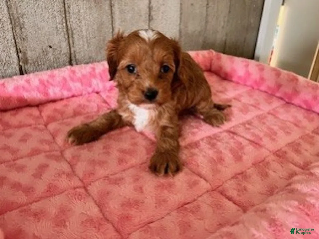 Cavapoo dogs for sale: Lilly - Ad 2